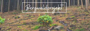 Wald Bergwaldprojekt