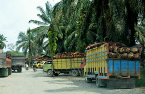 Beladene Lkws mit Palmöl-Früchten.