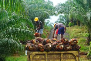 Der Anbau von Palmöl wird von Umweltorganisationen wegen seiner Umweltfolgen, aber auch wegen schlechter Arbeitsbedingungen auf den Plantagen kritisiert