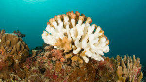 Abgestorbene Koralle, die bräunlich-orangefarbenen Flecken sind „Gewebeschlamm“, Korallengewebe, das abgestorben ist, bevor es gebleicht werden kann. Bildquelle: Canva