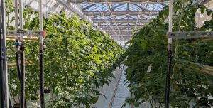 Hydroponik Schule LizzyNet